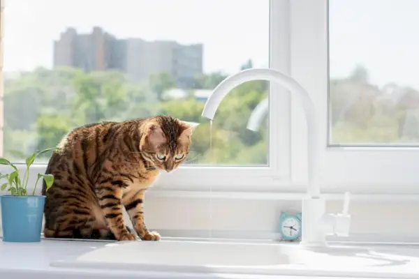 les chats du Bengale sont assis près de la fenêtre