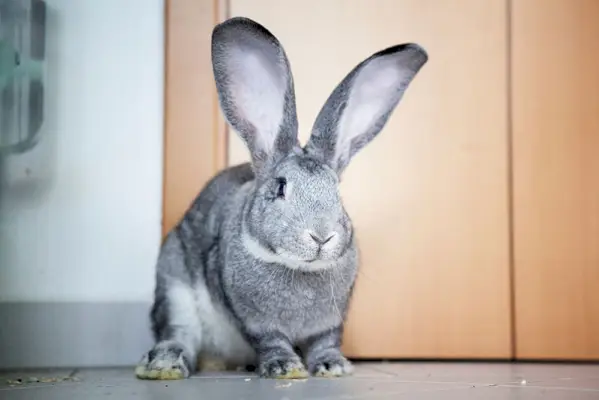 ein flämisches Riesenkaninchen, das auf dem Boden sitzt