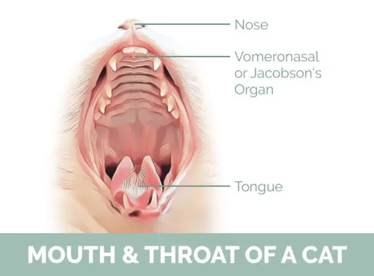 boca y garganta de un gato