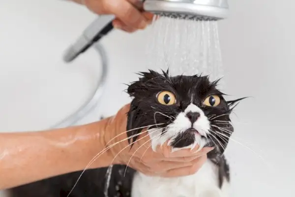 Perserkatze beim Baden