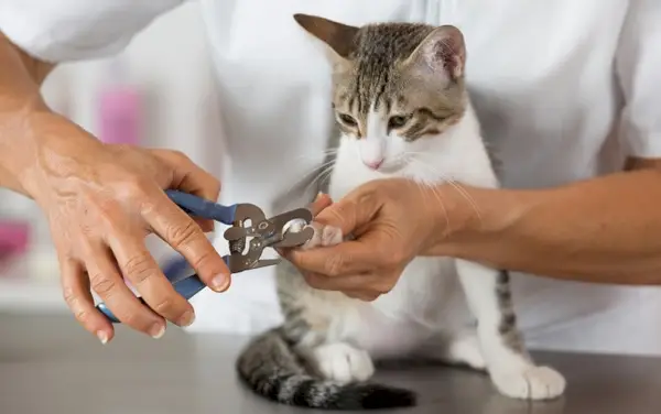 Katze in einer Tierklinik beim Friseur, der Nägel schneidet