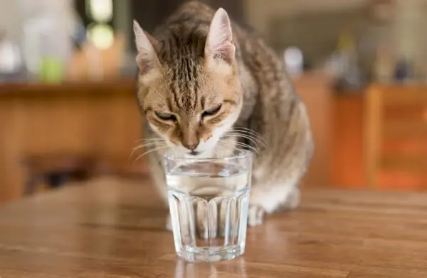 husdjur katt dricksvatten från ägaren