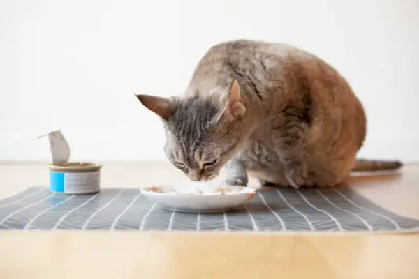 närbild av tabby katt som sitter bredvid keramiska mattallrik placerad på trägolvet och äter