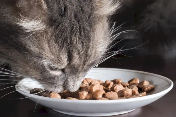 Katt äter kattmat med lite vatten tillsatt