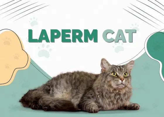 LaPerm-Kat