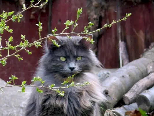 Nebelung-Katze