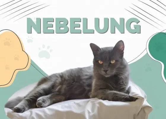 Nebelung-Kat