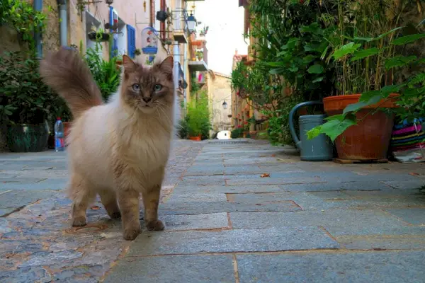 100+ francuskih imena za mačke: naši najbolji odabiri za vašu sofisticiranu mačku