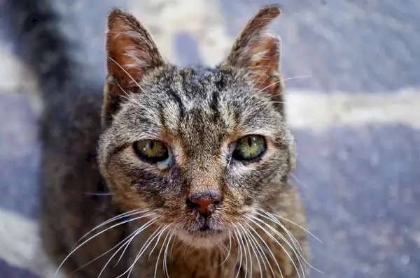 Kranke verwundete Katze