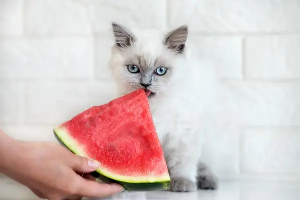 Katze frisst Wassermelone