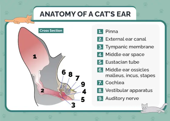 Hepper_Anatomy of Cats Ear_Infographic_v1-1_4 maggio 2023