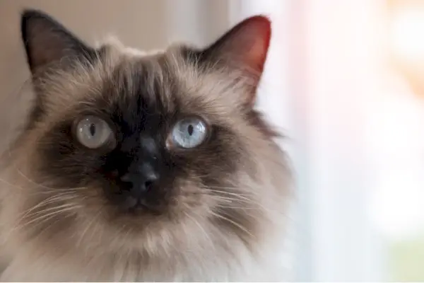 Gros plan du visage d'un chat himalayen