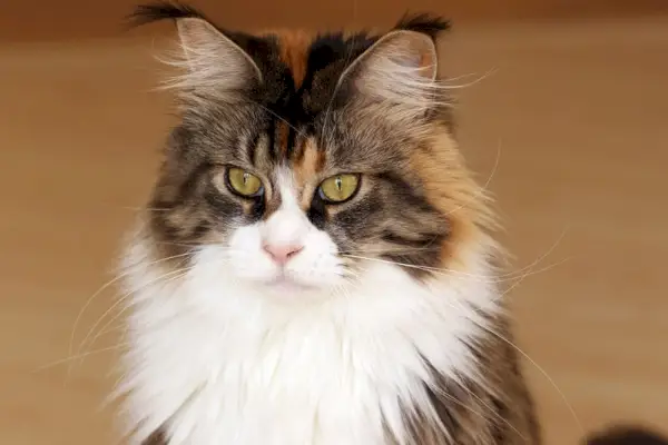 gros plan d'un chat maine coon