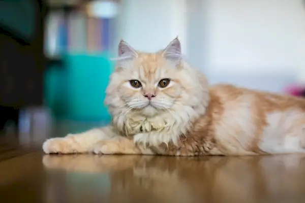 joli visage de poupée de gingembre chat persan