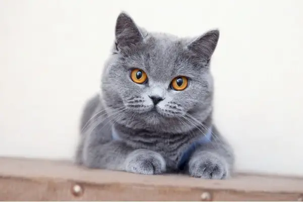 Chat gris British shorthair assis sur une table boisée