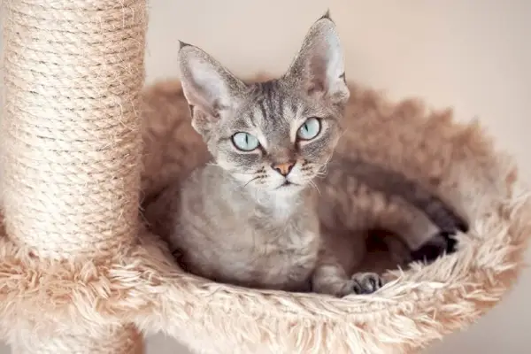 chats britanniques à poils courts femelles et mâles allongés sur le sol pendant la période d'accouplement