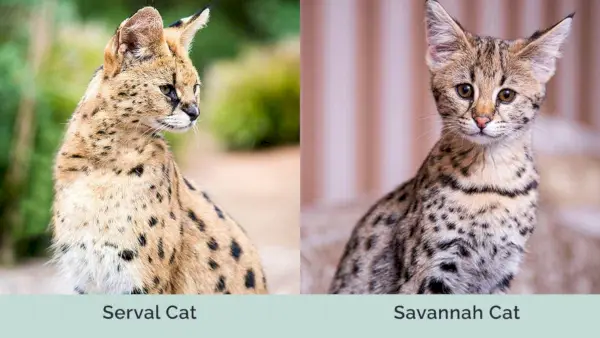 Serval Cat vs Savannah Cat