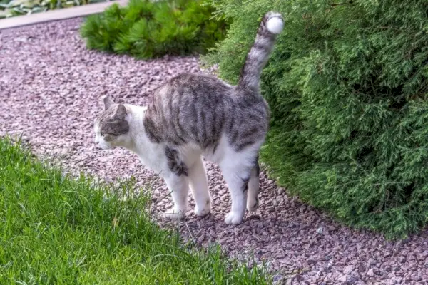 Tabbykatze sprüht im Freien, um ihr Revier zu markieren