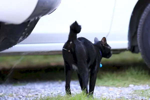 Schwarze Katze pinkelt in den Garten