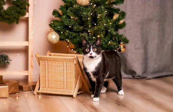 As 10 melhores árvores de Natal para gatos – 2.024 avaliações e principais escolhas