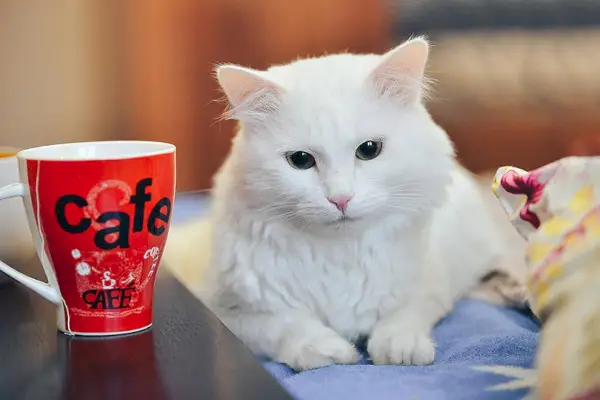 weiße Katze, die neben einer Tasse liegt