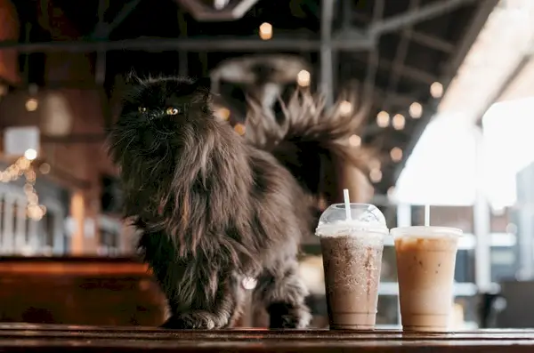 Schwarze Perserkatze steht neben Kaffeebestellungen auf dem Tisch