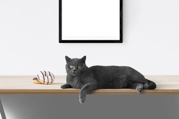 Eine schwarze Katze liegt neben Donuts auf einem Tisch