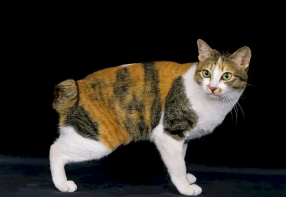 Gato bobtail japonês