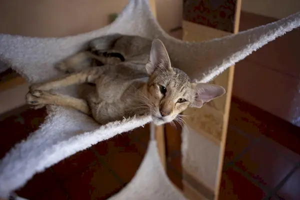 gato shorthair oriental na cama com dossel