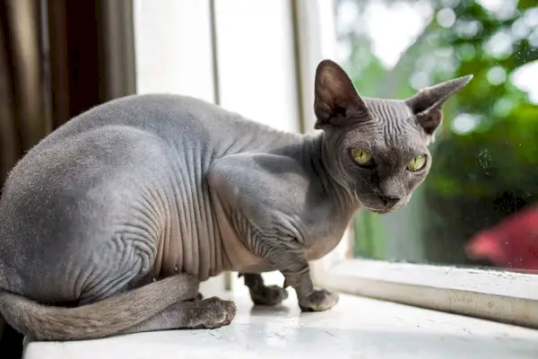 blauwe sphynx kat, zittend op de vensterbank