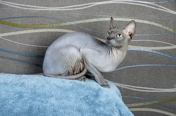 Blauwe Canadese Sphynx kat