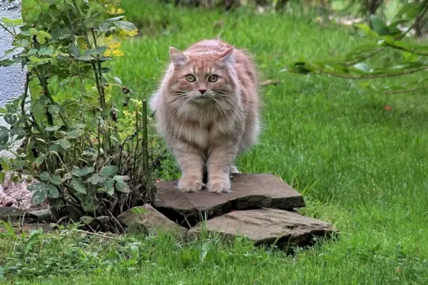 сибирска котка в градината