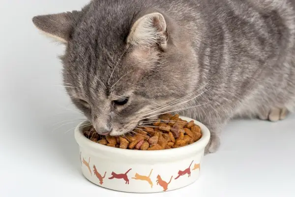 Gato gris comiendo del cuenco