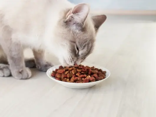 ボウルからドライフードを食べるシャム猫