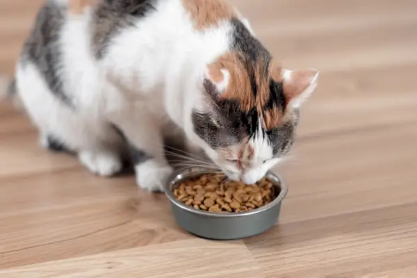 フードボウルから食べる猫