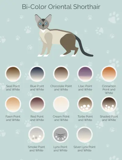 Bi-Color_Oriental_Shorthair