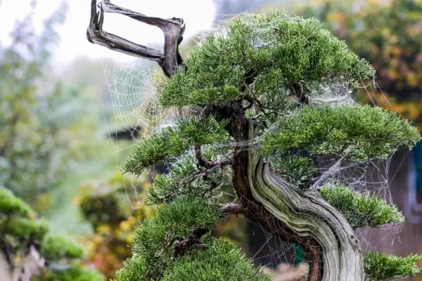 Bonsai kadiķa koks