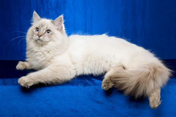 Blue Point Ragdoll-Katze: Bilder, Fakten, Herkunft und Geschichte