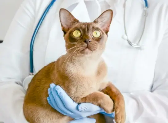 veterinario sosteniendo gato birmano