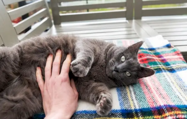 gato de pêlo curto cinza deitado