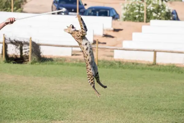 Gato de sabana saltando alto en una zona de césped