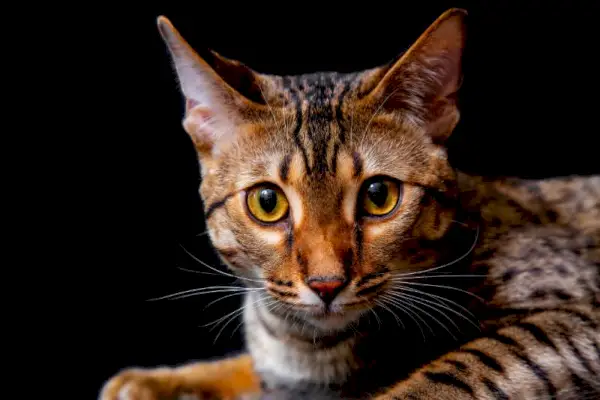 F5 Savannah Cat: rarità, temperamento, informazioni e altro