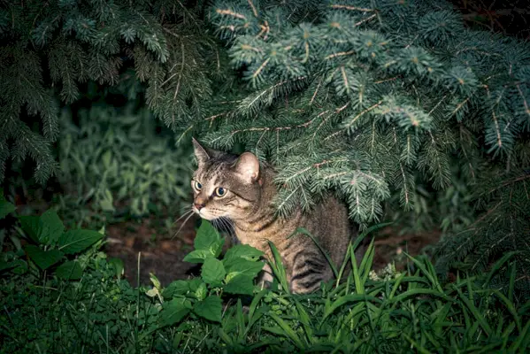 gato cazando presas entre los arbustos por la noche