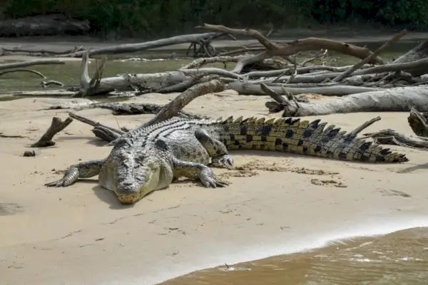 crocodil de apă sărată