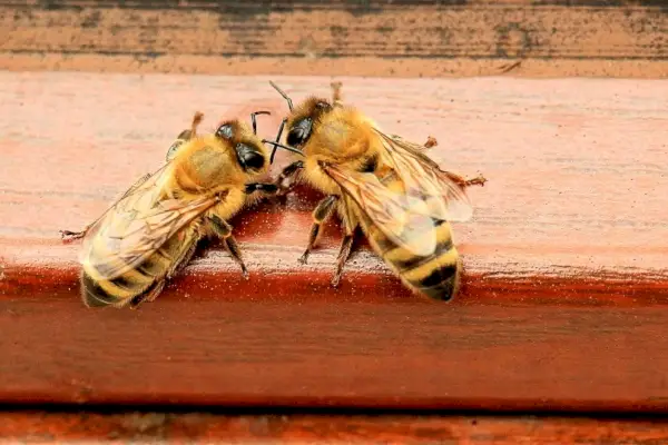 Ar katės valgo bites? Ką reikia žinoti