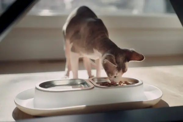 sphynx katt äter hepper nom nom kattmatskål