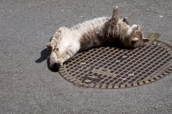 graue Katze liegt auf dem Boden