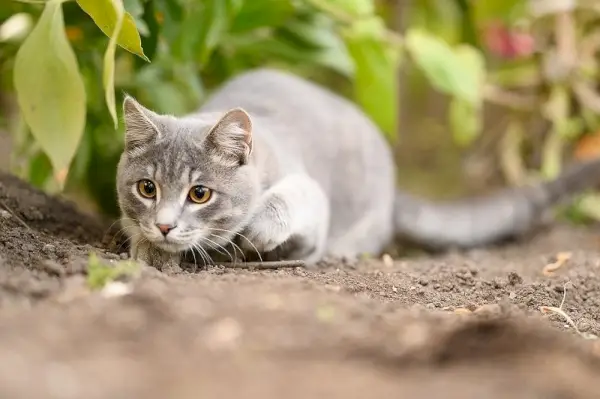 kedi avcılığı