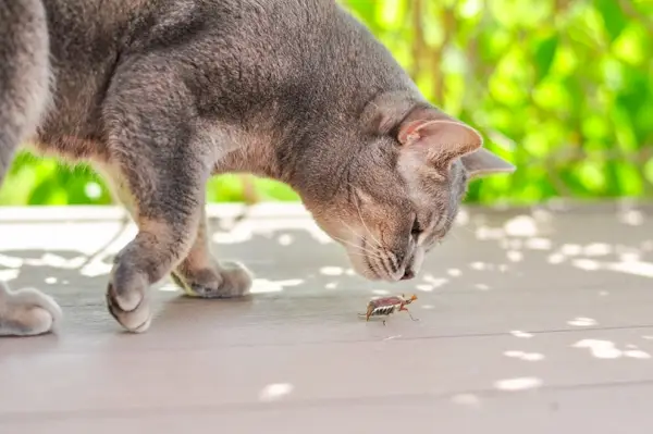 kedi sürünen Mayıs böceğini kokluyor