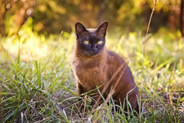 Braune Burmakatze im Garten